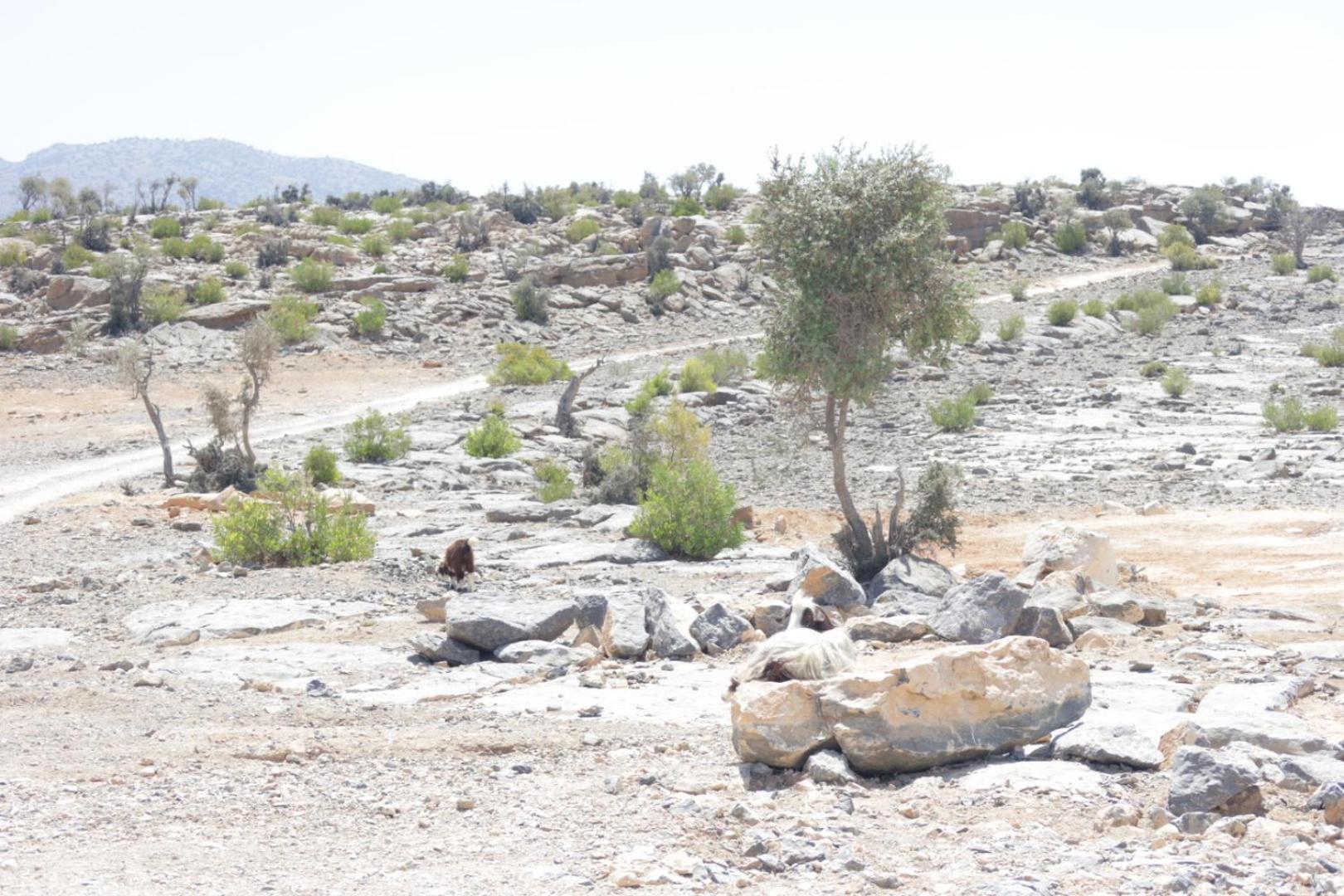 Hotel Jabal Shams Domes Saab Bani Khamis Exteriér fotografie